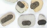 Lot: Assorted Devonian Trilobites - Pieces #76920-3